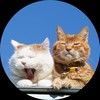cherie029